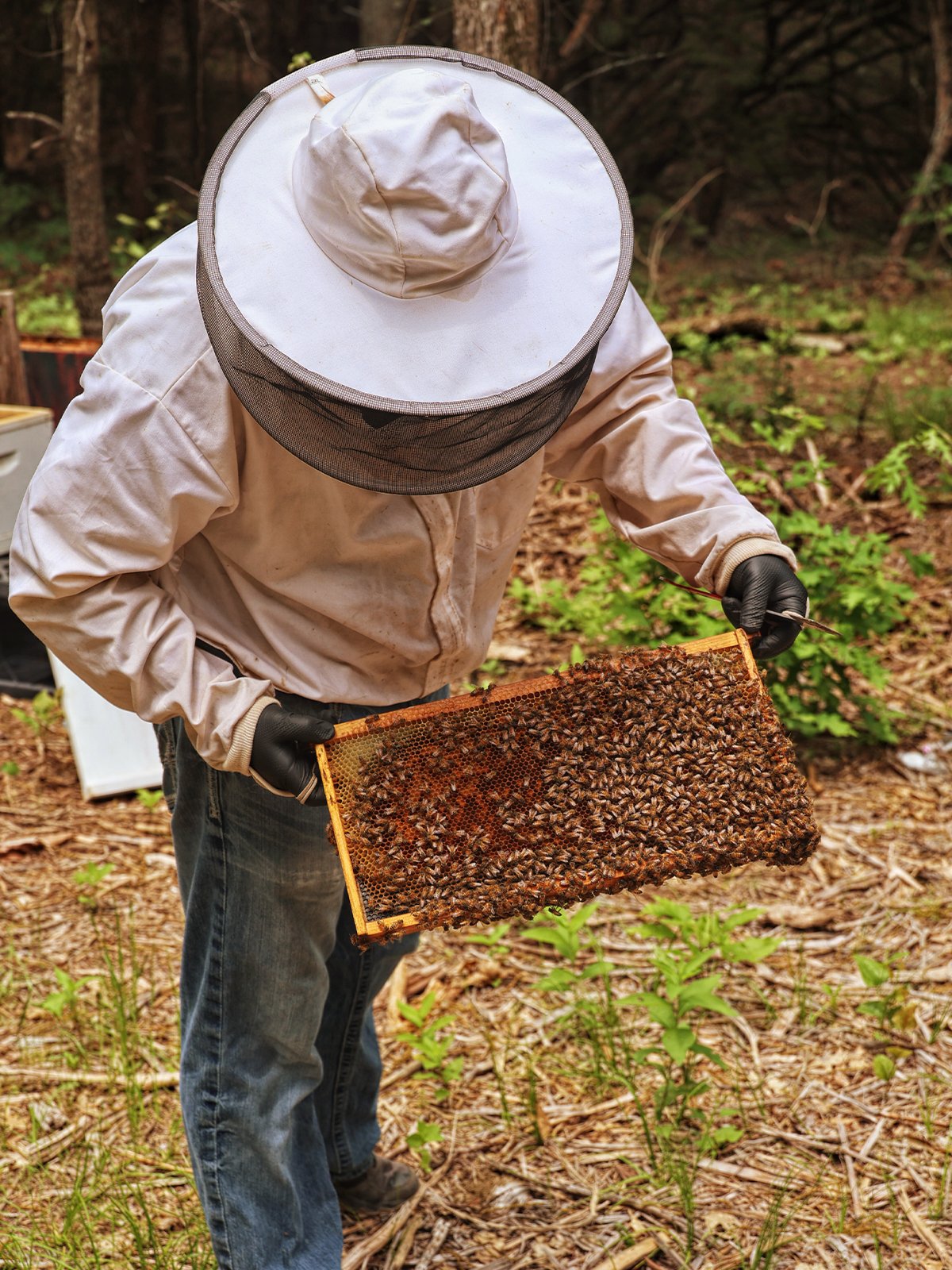 Bee_4