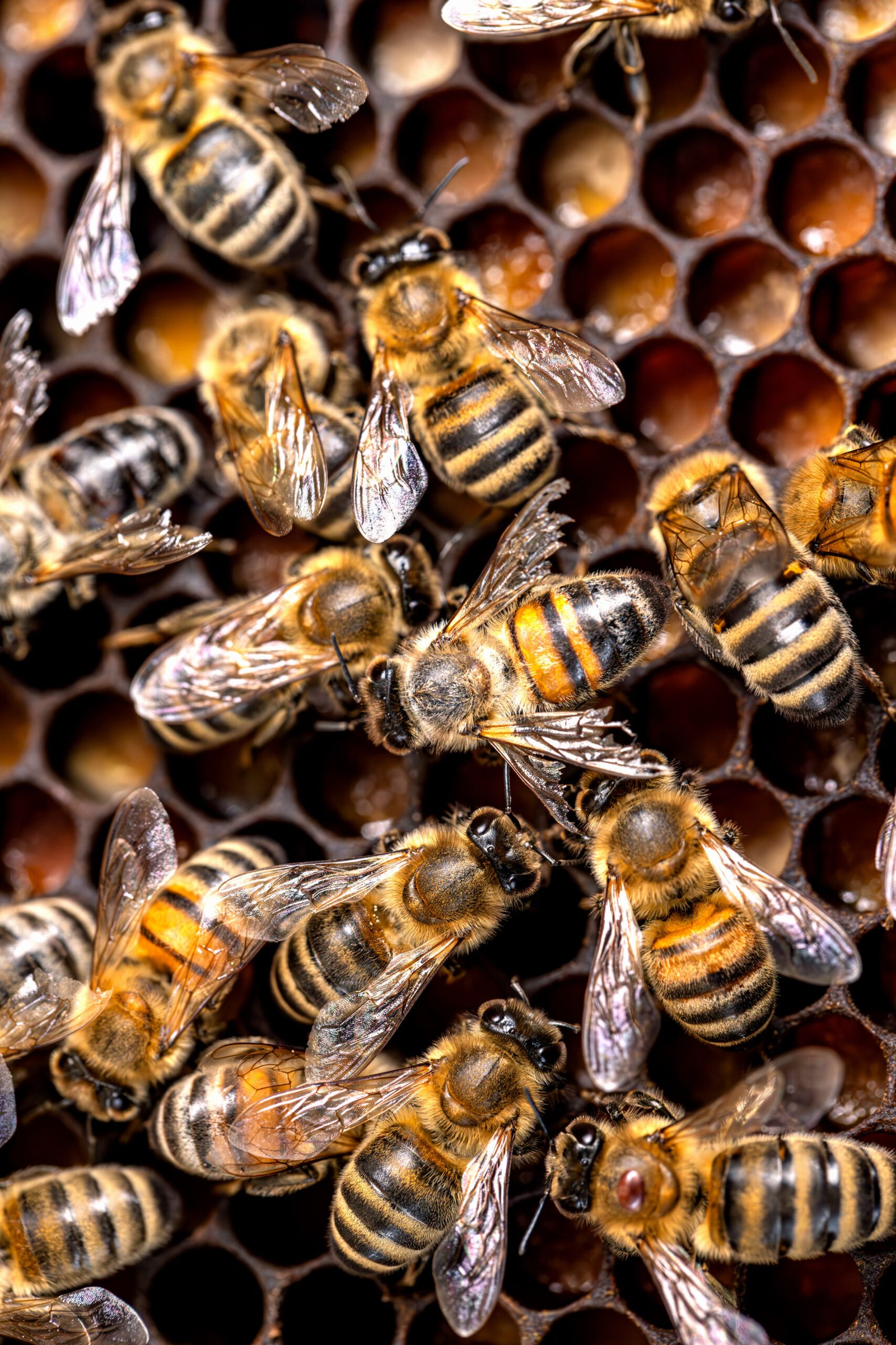 Honeycomb with honey and bee