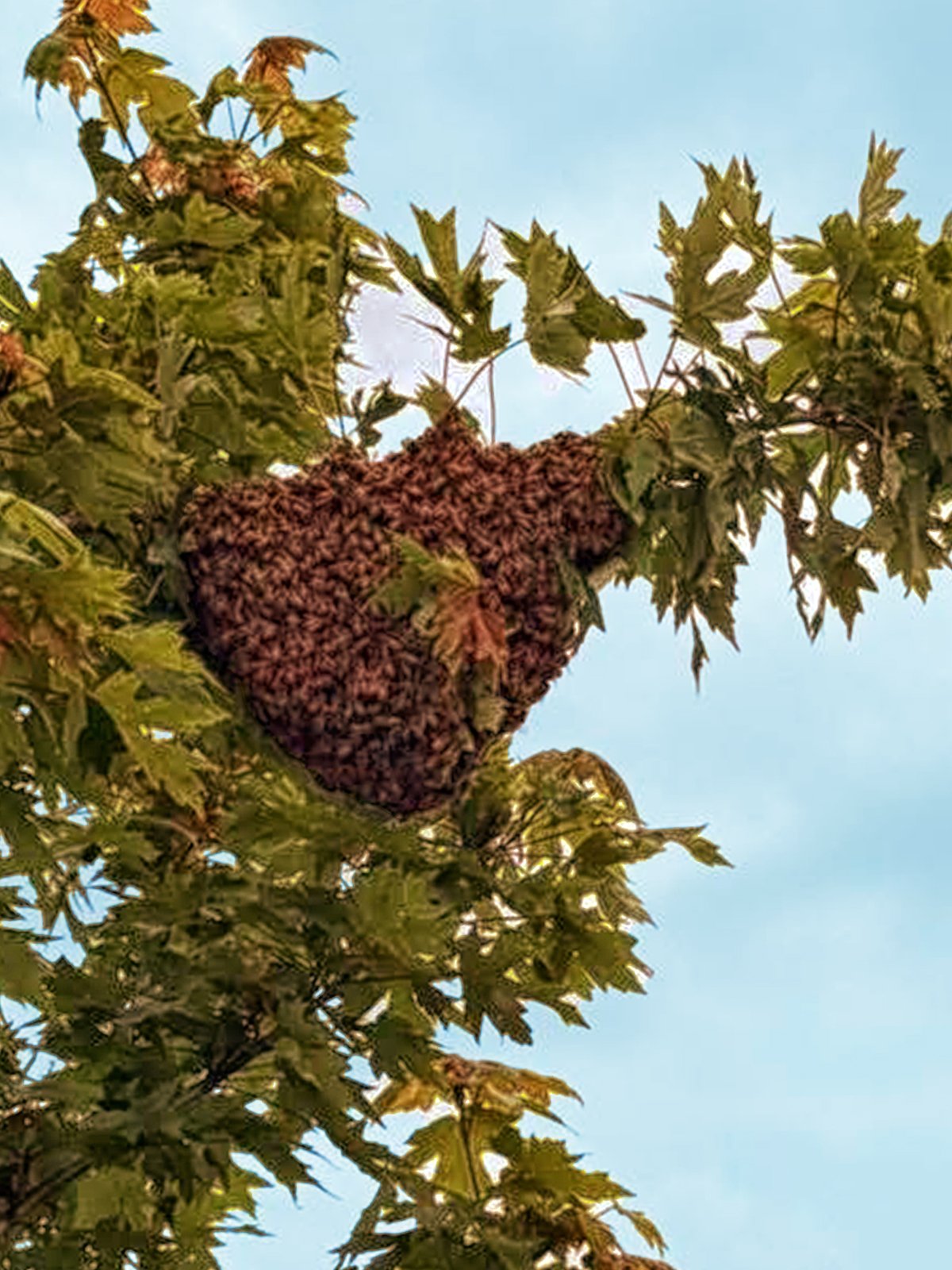 Swarm